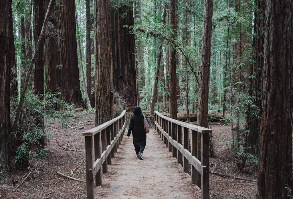 visit Hendy Woods State Park on a trip to Anderson Valley