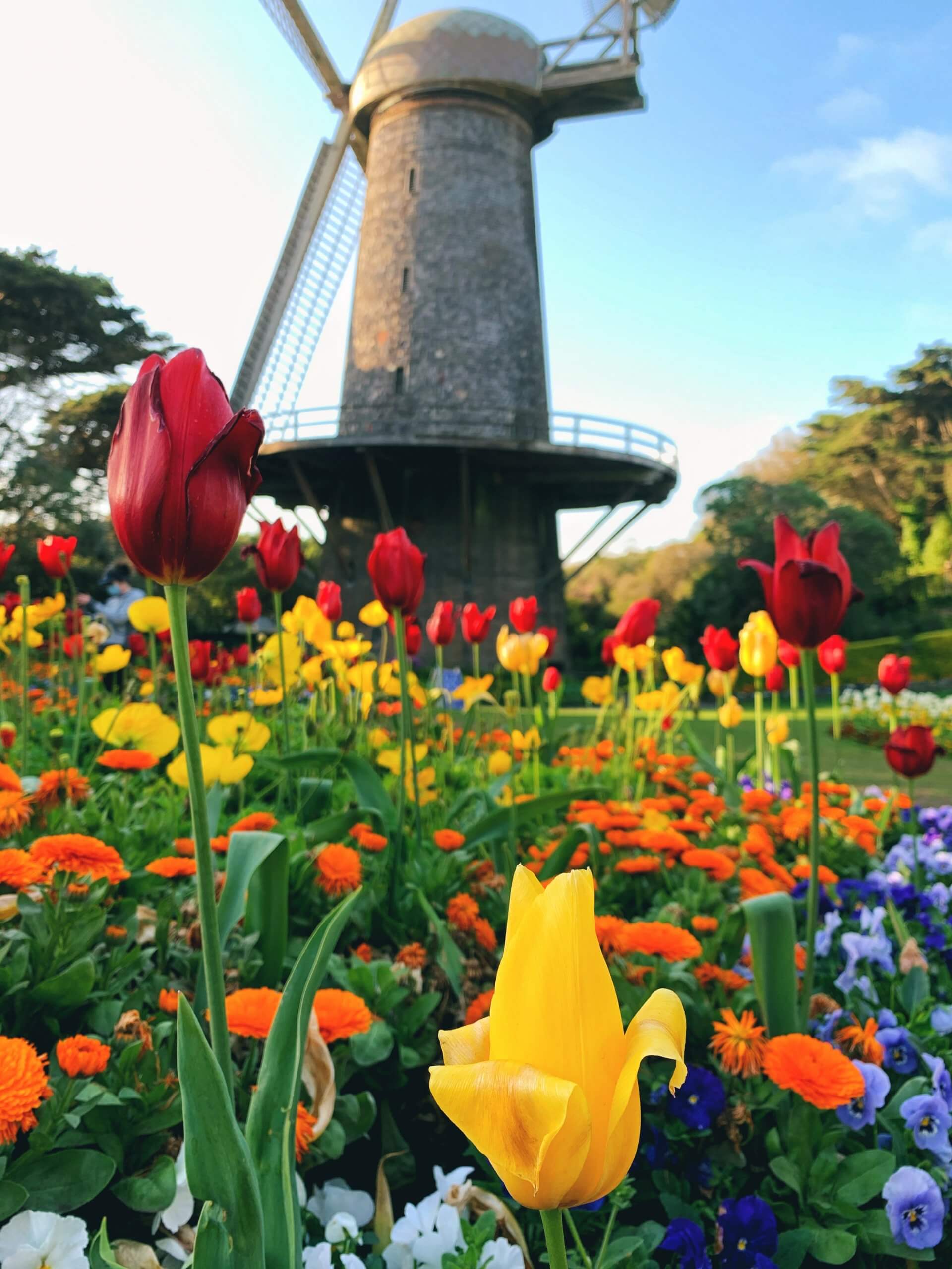 Tulip Garden in Golden Gate Park during spring in San Francisco