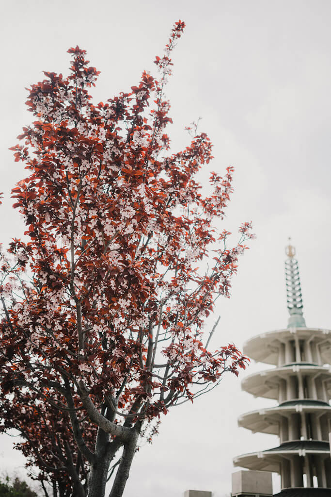 Plum Blossoms in Japantown, San Francisco spring blossoms