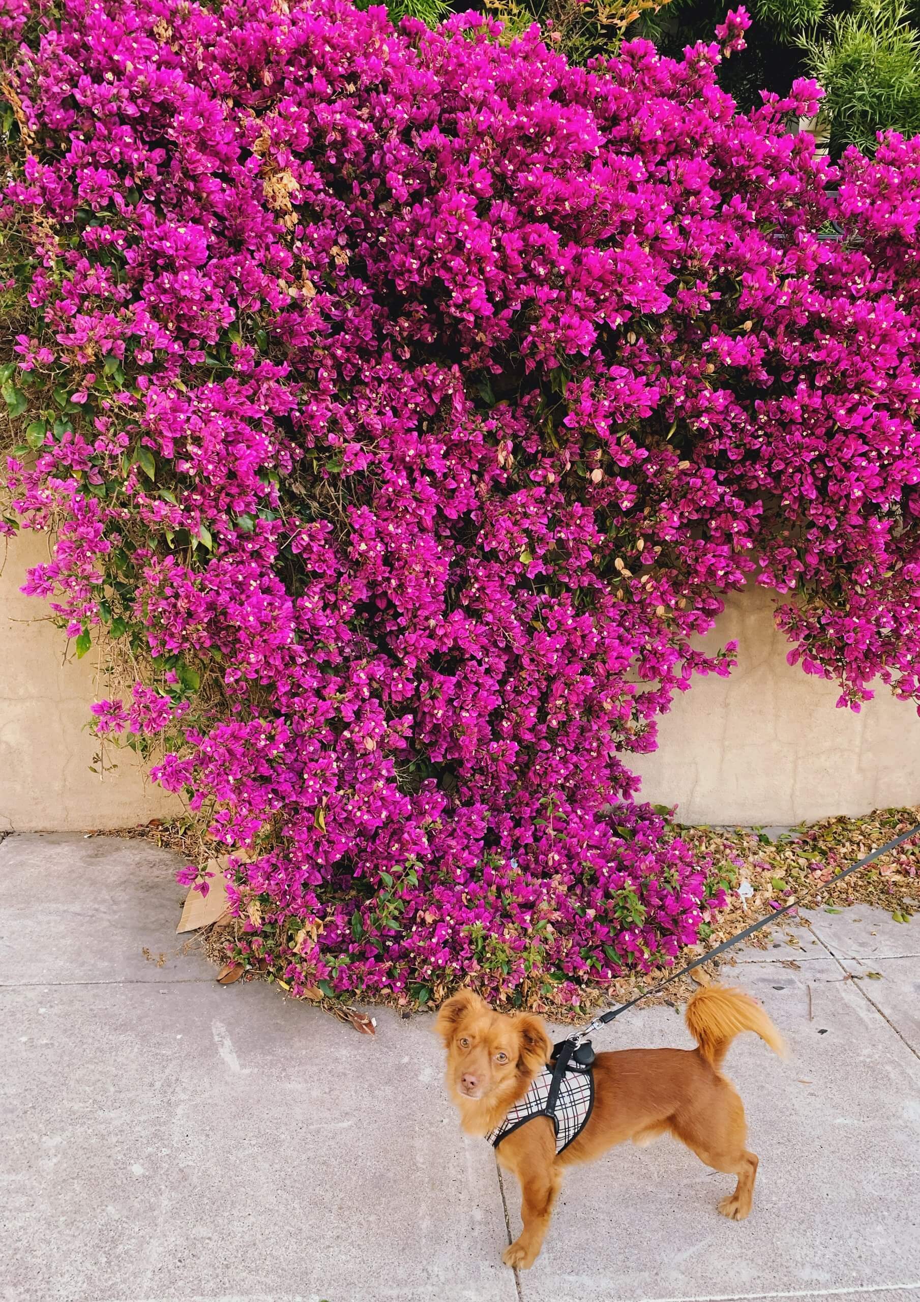 Bougainvillea in San Francisco during spring