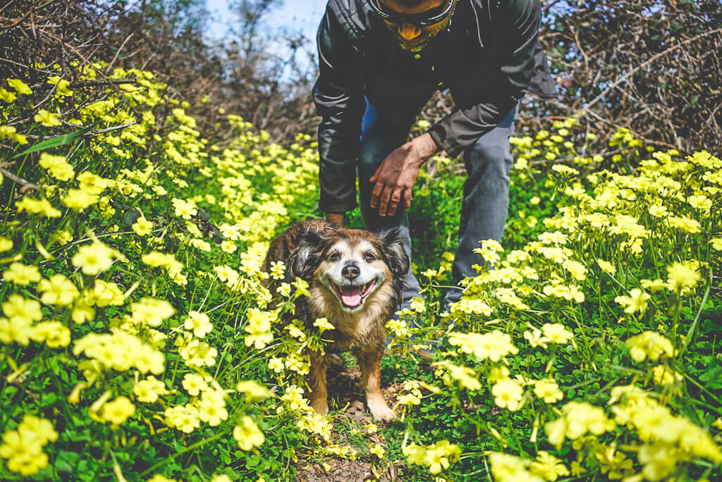 Spring in San Francisco, dog amidst flowers in Bernal Hill