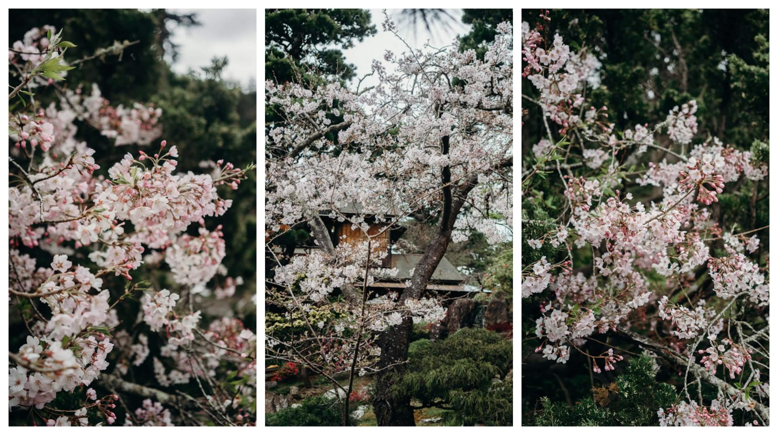 Cherry Blossoms in San Francisco, Golden Gate park Japanese Tea Garden