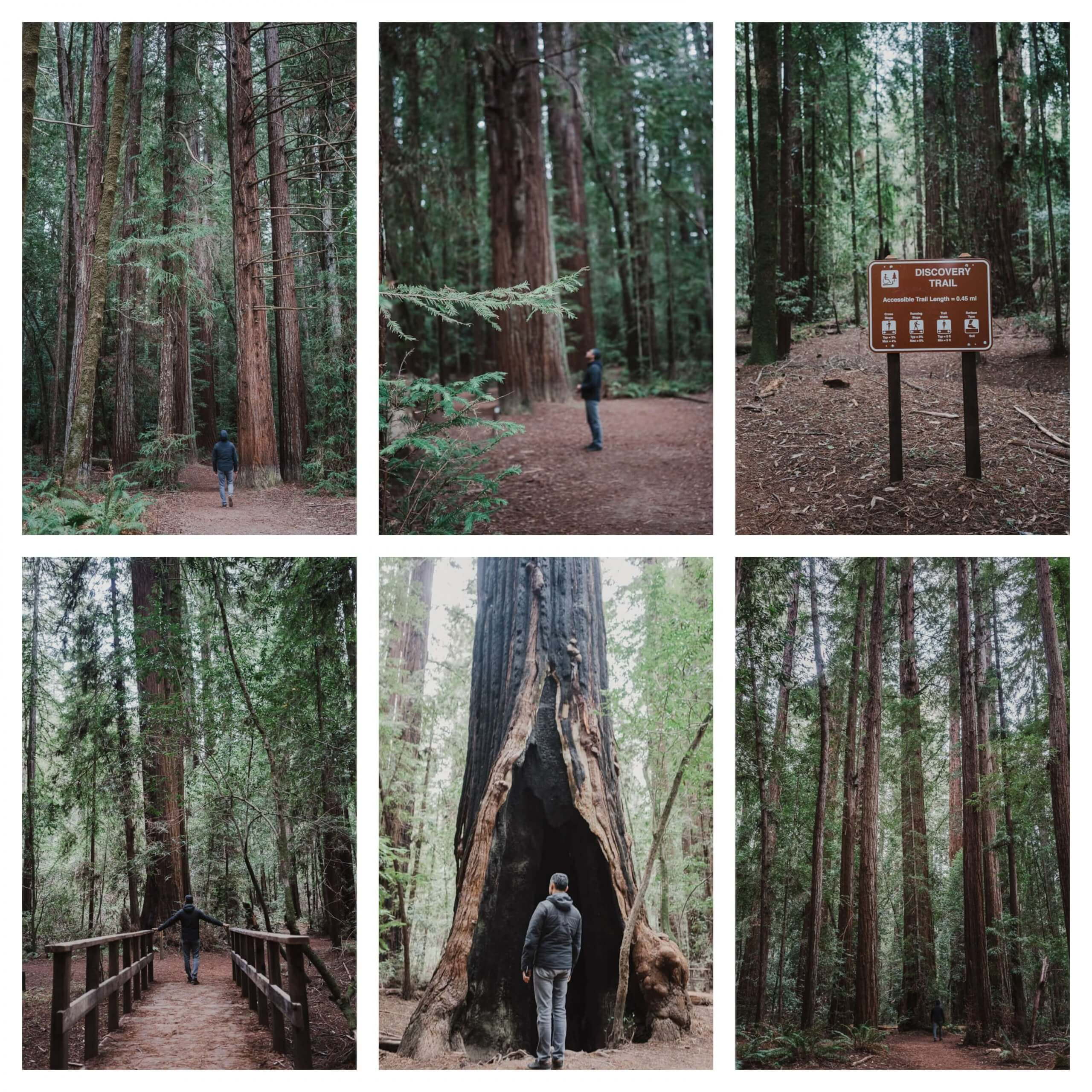 Hiking in the Redwoods in Anderson Valley