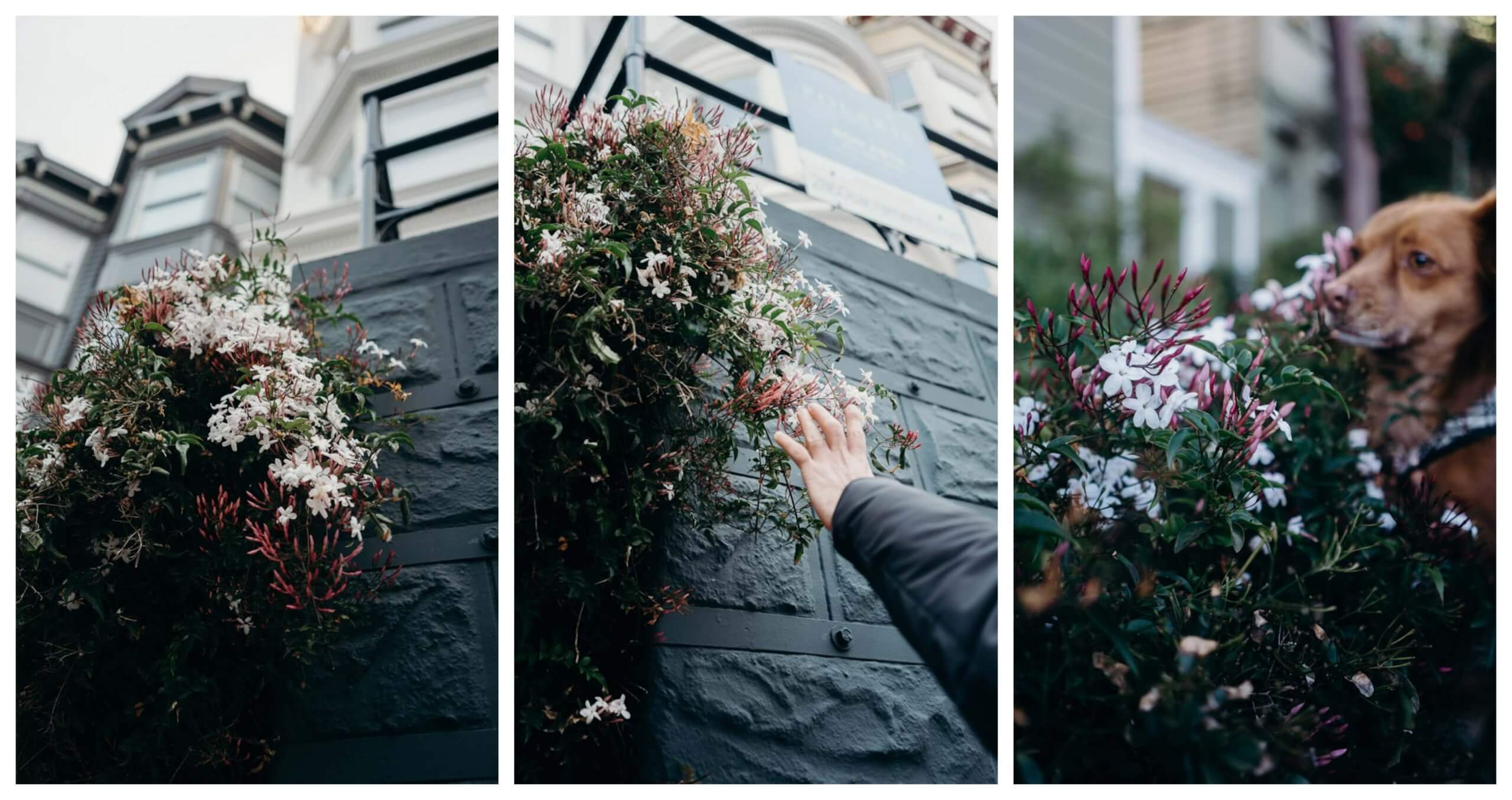 Spring in San Francisco: see Jasmine blooming