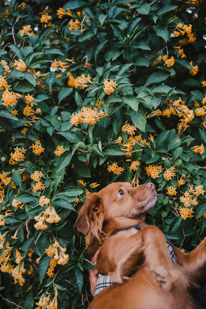 Spring blossoms and flowers in San Francisco