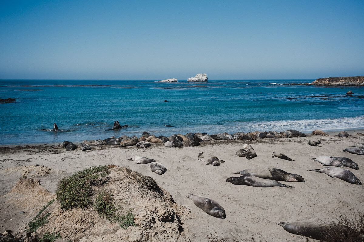 Elephant Seal rookery at San Simeon