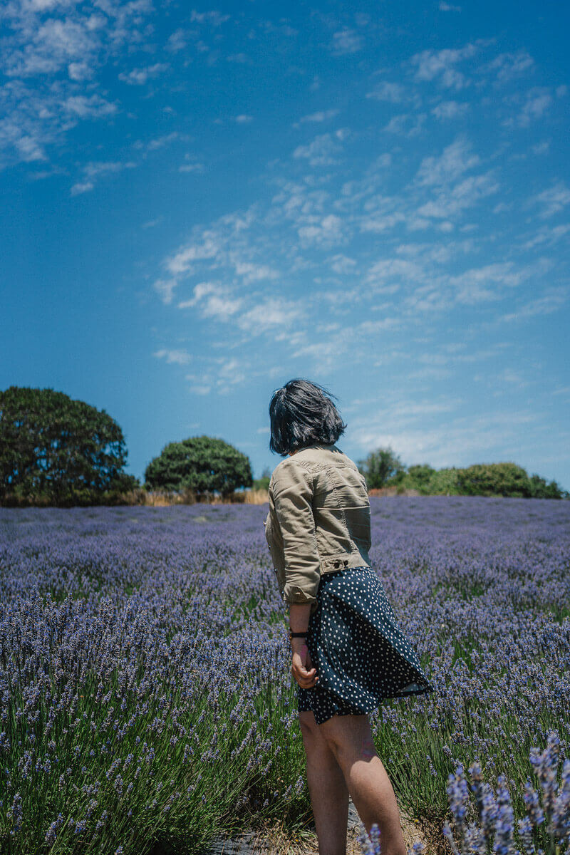 Visit Lavender fields of Sebastopol as day trips from Oakland