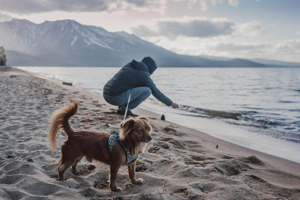 Kiva beach is the best dog friendly beach in Lake Tahoe