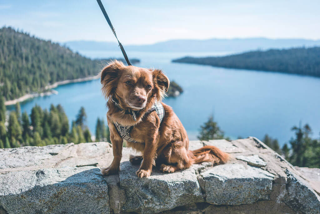 A fantastic dog friendly Lake Tahoe Guide that you'll love!