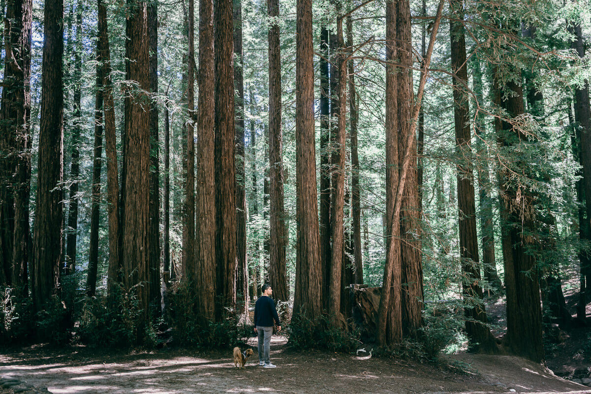 are dogs allowed in the redwood forest