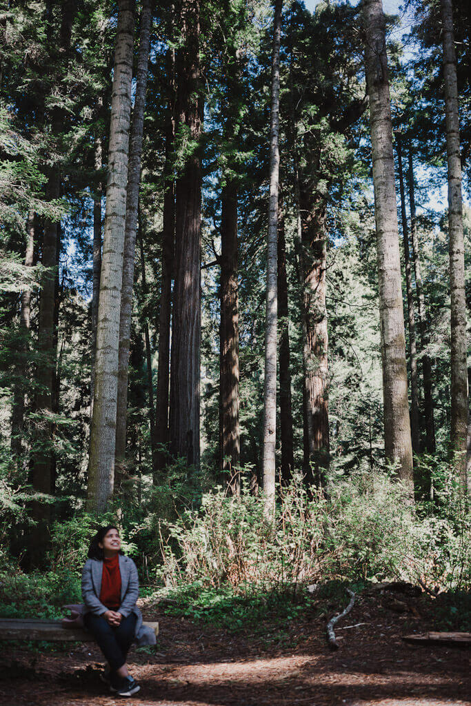 are dogs allowed in redwood national park