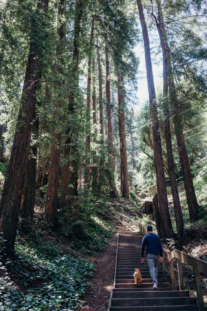 How to spend a weekend in Mill Valley, California