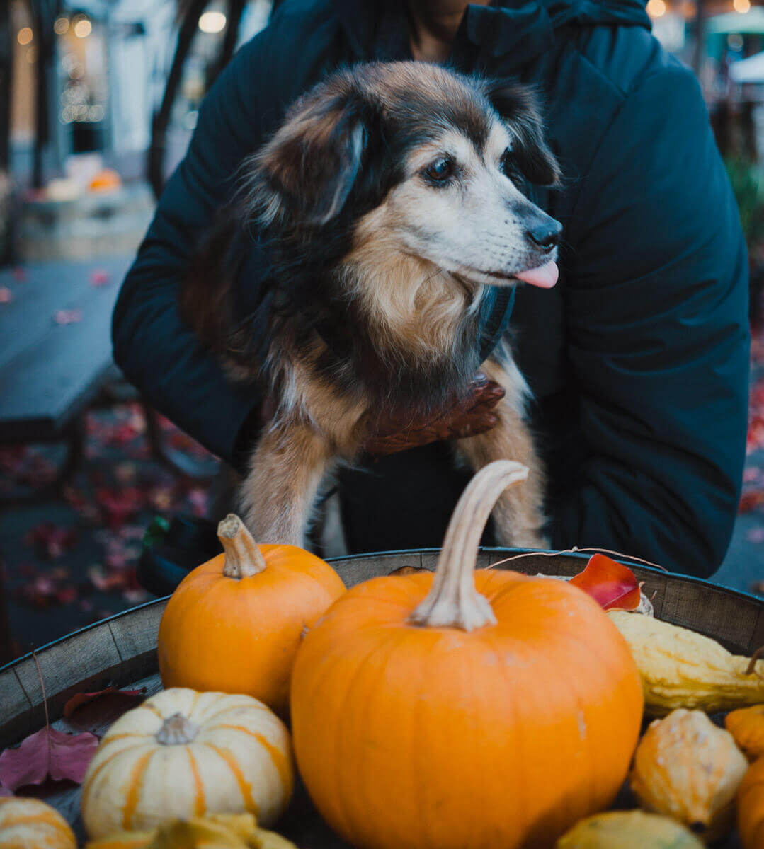 Go to Julian as a dog friendly day trip in southern California during fall