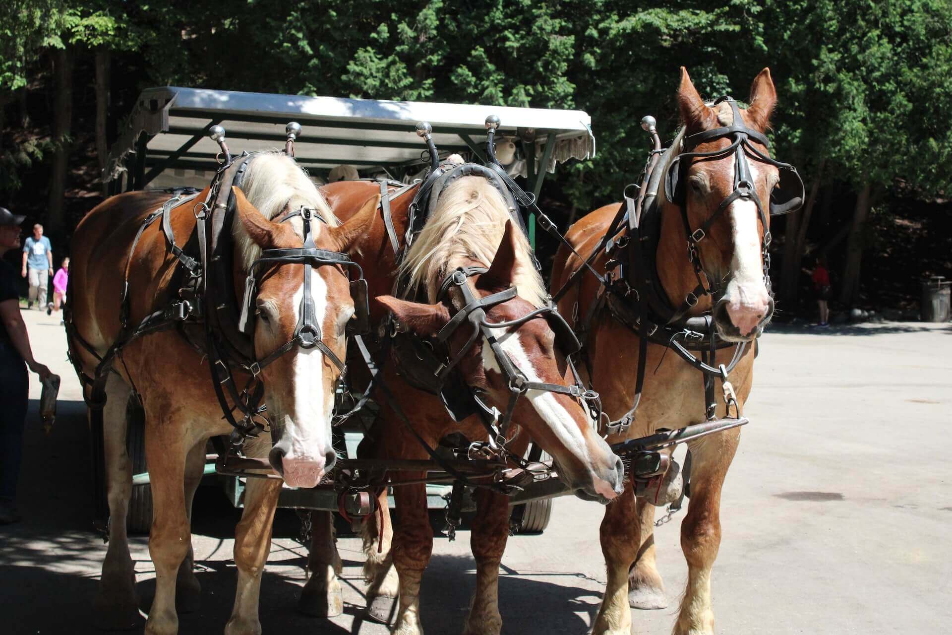 Dog friendly things to do on Mackinac Island: go on a carriage tour or a horse taxi