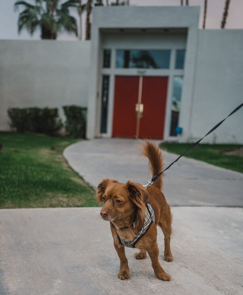 10 delightful dog friendly day trips in southern California