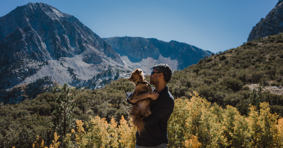 are dogs allowed at mammoth lakes