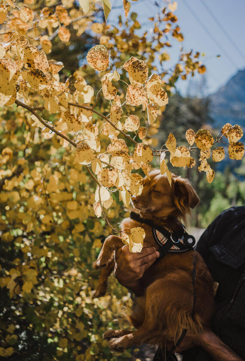 The best dog friendly things to do in Mammoth lakes, California